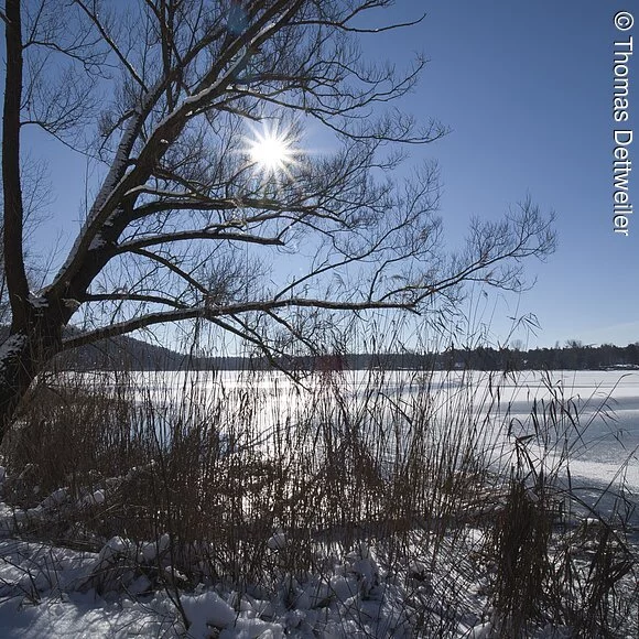 Winter am Dechsendorfer Weiher Winter am Dechsendorfer Weiher