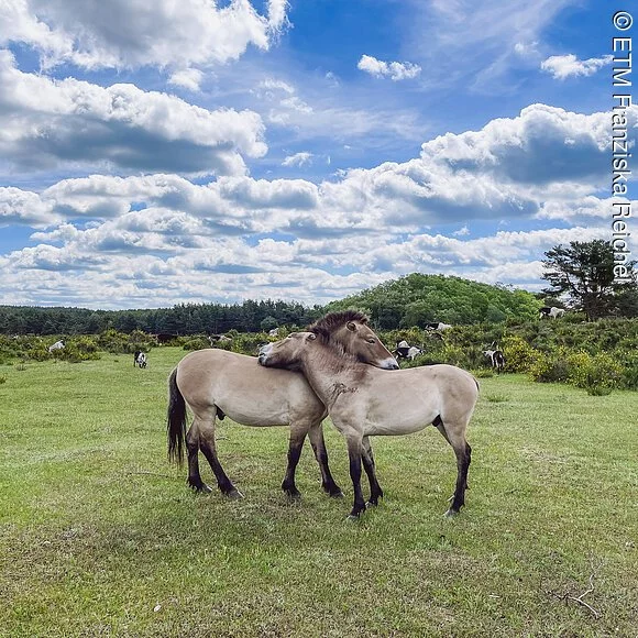 Zwei Przewalski Wildpferde in Erlangen-Tennenlohe