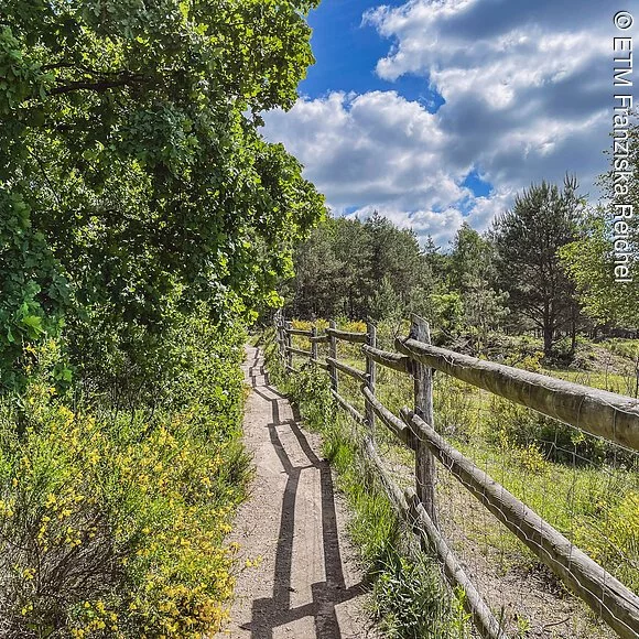 Natur bei den Przewalski Wildpferden Pfad beim Geländer der Przewalski Wildpferde