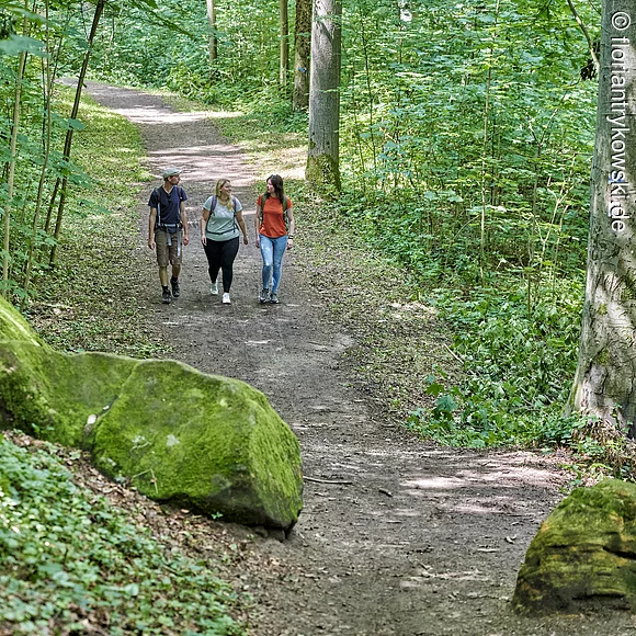 Wanderung durch den Wald