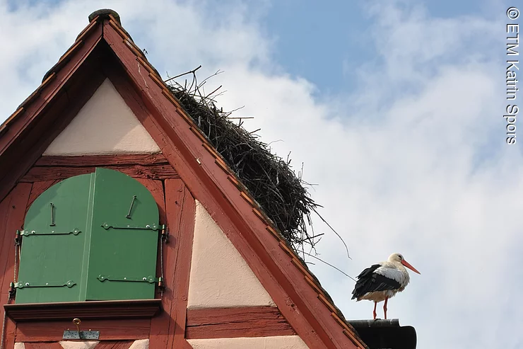 Haus mit Storch