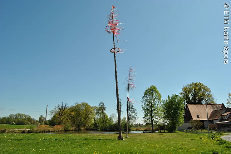 Maibaum am Wiesengrund