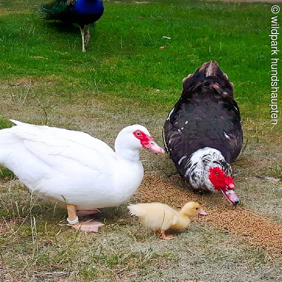 warzenente-familie wildpark-hundshaupten Warzenenten Familie im Wildpark Hundshaupten