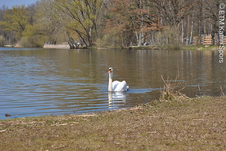 Schwan im Weiher