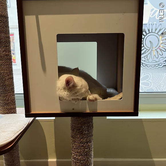 Katzenbaum mit Haus, darin schlafende weiß-braune Katze, Blick zur Straße