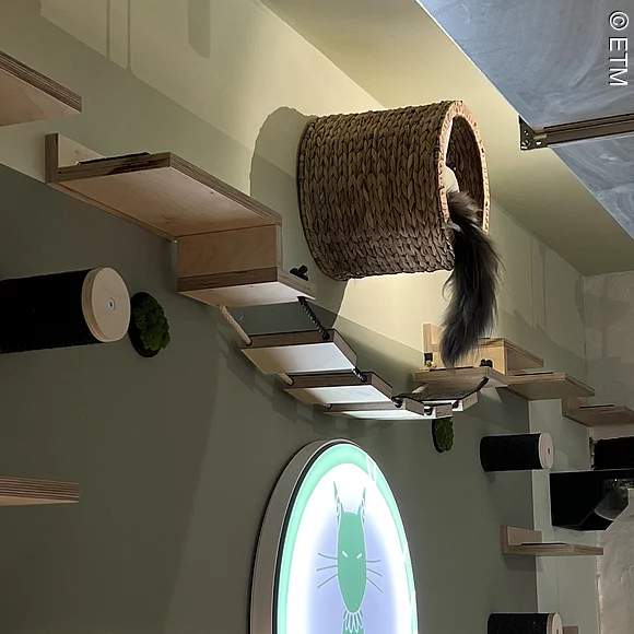 Katze im Rundkorb an der Wand, nur Schwanz zu sehen