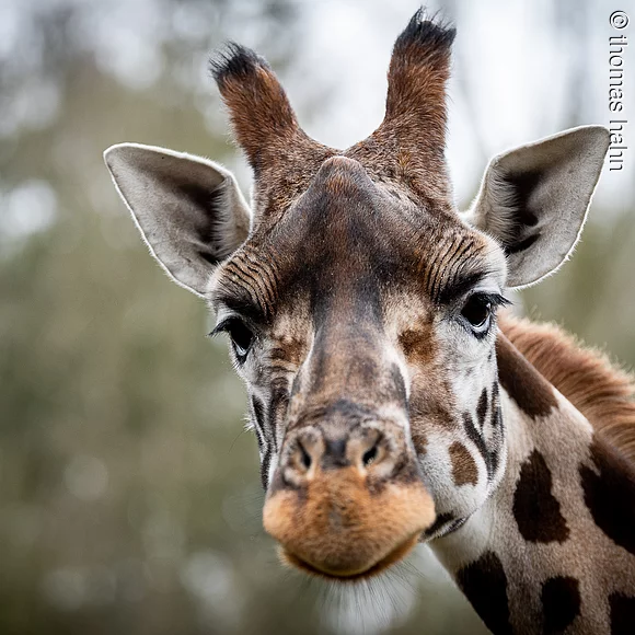 Giraffe im Tiergarten Nürnberg
