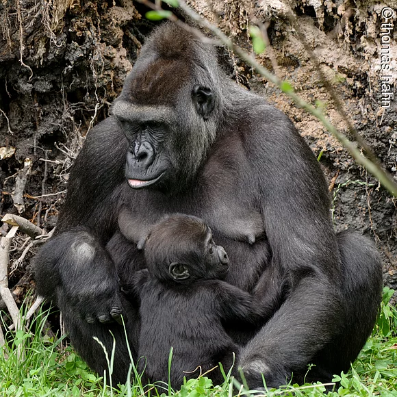 Goriall in Tiergarten Nürnberg