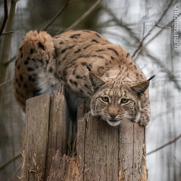 Luchs im Tiergarten Nürnberg