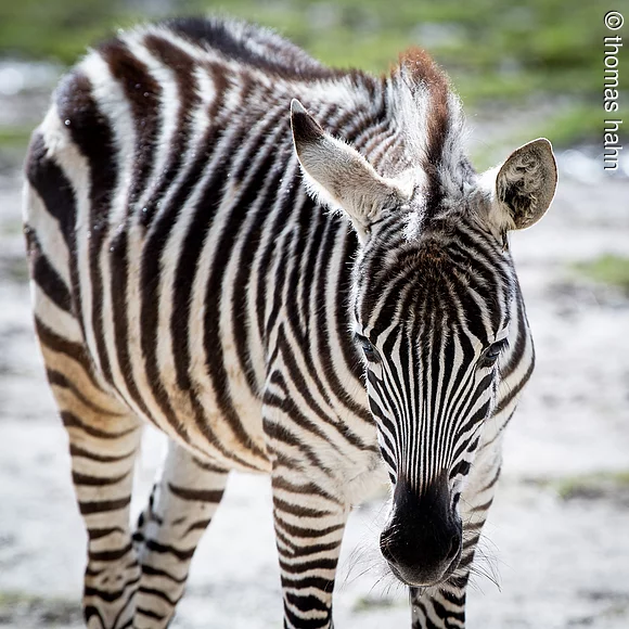 Zebra