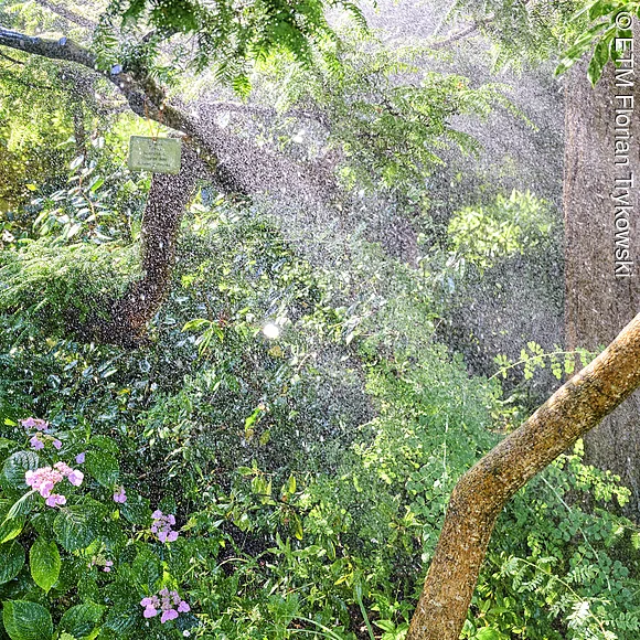 Sprühregen im Botanischen Garten