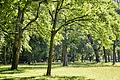 Bäume im Erlanger Schlossgarten