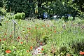 Blütenzeit im Aromagarten