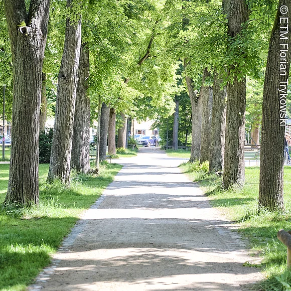 Gehweg am Bohlenplatz Gehweg am Bohlenplatz mit Allee
