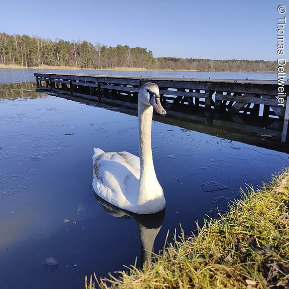 Schwan am Dechsendorfer Weiher Schwan am Dechsendorfer Weiher