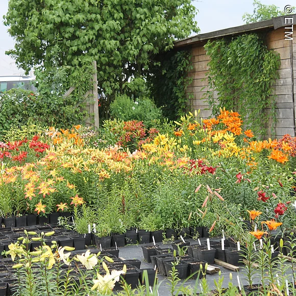 Lilienarche in Erlangen