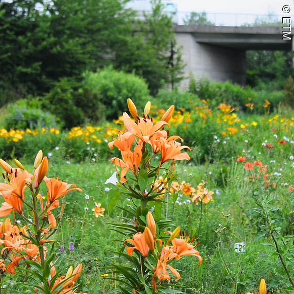 Lilienarche in Erlangen