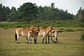 Urwildpferde in Tennenlohe