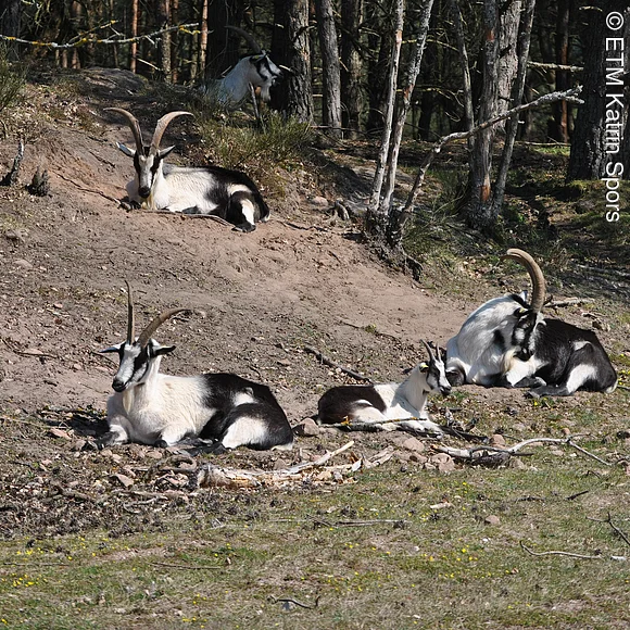 Pfauenziegen bei den Wildpferden in Tennenlohe