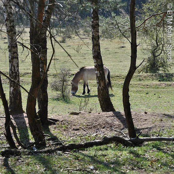 Landschaft mit Pferd Einzelnes Wildpferd in Tennenlohe