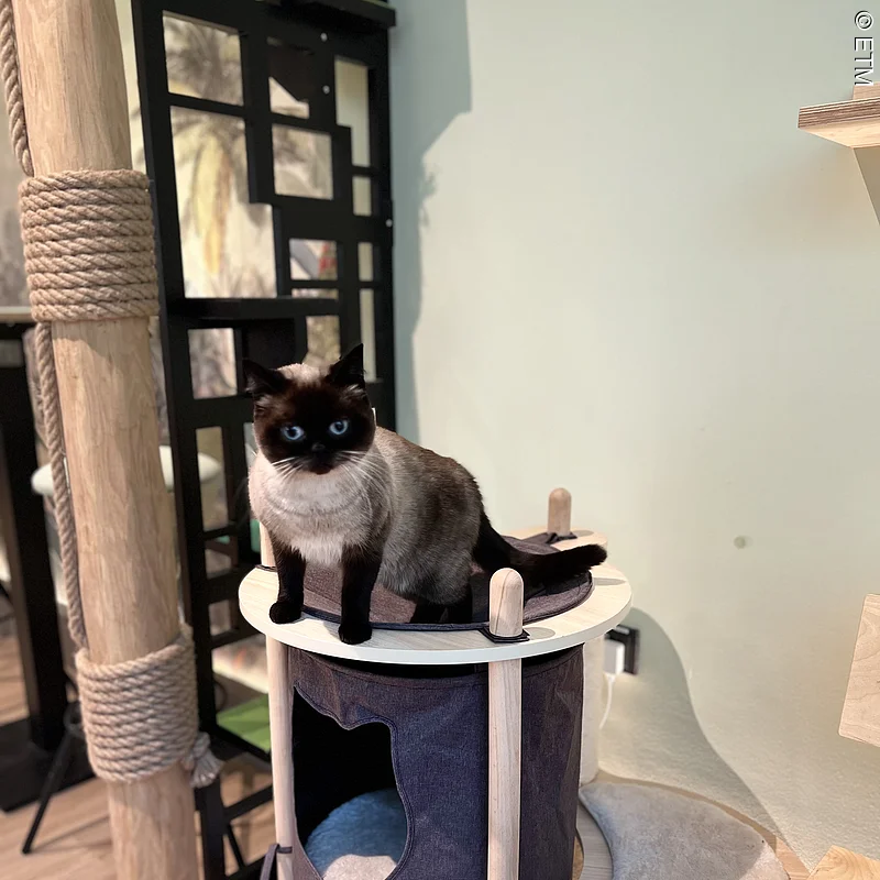 Tempeltiger auf Katzenbaum