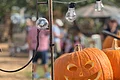 Halloween bei Huckepack Erlebnisernte Kürbisse an Halloween
