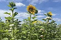 Sonnenblumen bei Huckepack Erlebnisernte Sonneblumenfeld