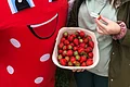 Erdbeeren bei Huckepack Erlebnisernte Erdbeermaskottchen und eine Frau hält Erdbeeren