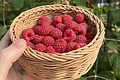 Himbeeren sammeln bei Huckepack Erlebnisernte Schale Himbeeren in einer Hand